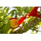 CALIBRADOR FRUTAS 7 MEDIDAS